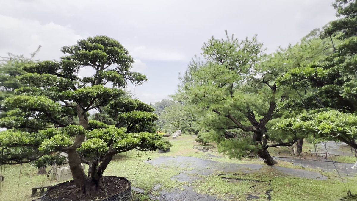 Nursery Garden I