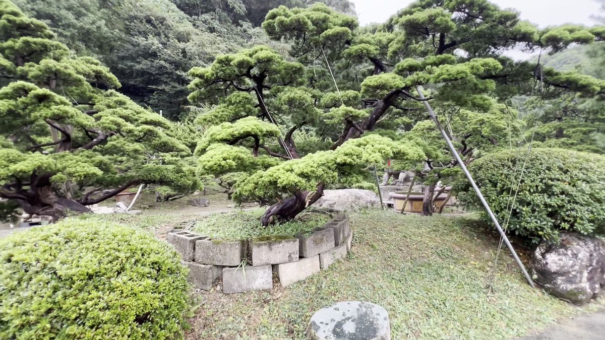 Nursery Garden III