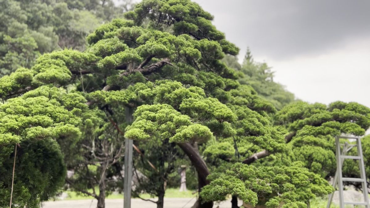 Canopy, Moving