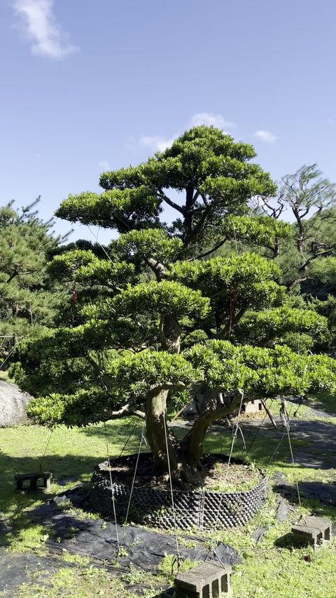 One Tree, Vertical