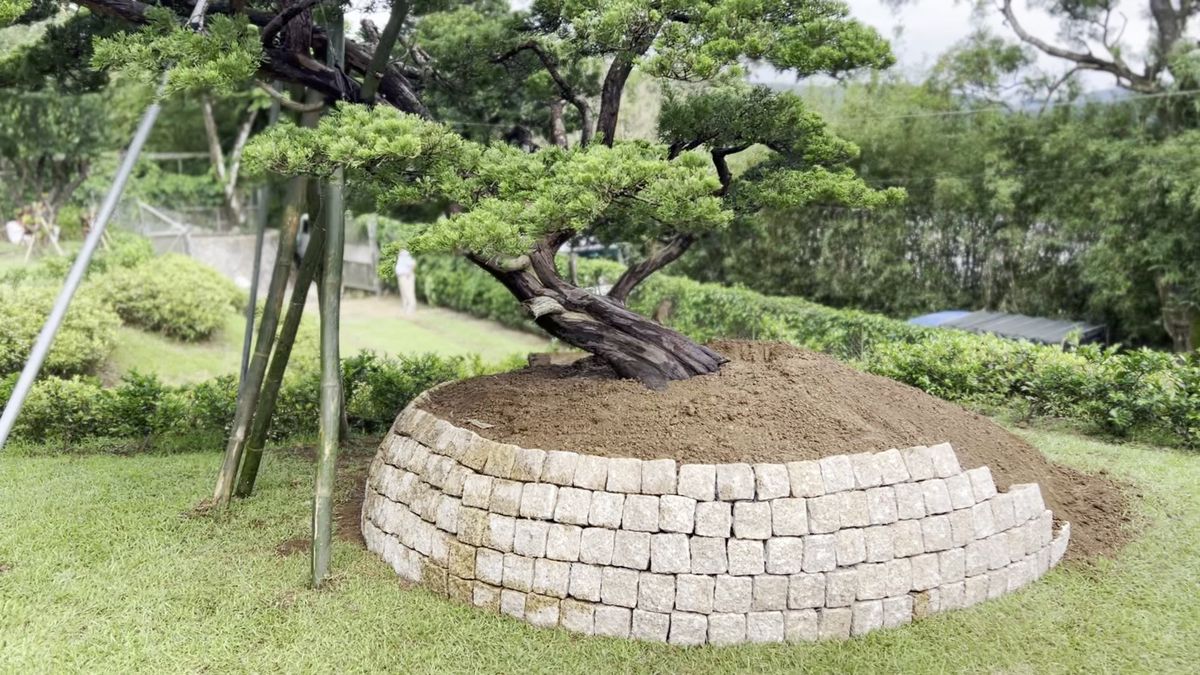 Set in a Stone Ring